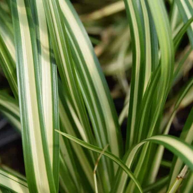 Carex oshimensis 'Evergold' (v) ---